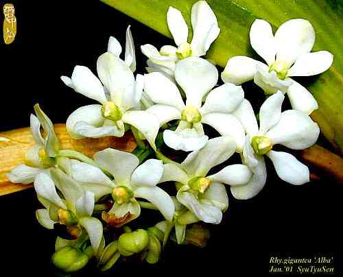 Rhynchostylis gigantea alba